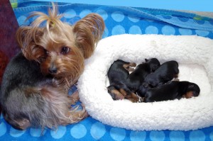 DK Yorkies - Amarillo, TX | Yorkie Puppies For Sale