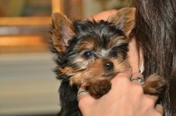 Bringing Home A New Yorkie Puppy | DK Yorkies
