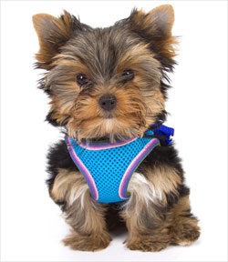 yorkie-harness-2