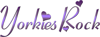 DK Yorkies | Loveable Yorkie Puppies